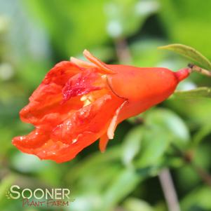 DWARF POMEGRANATE